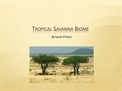 Ppt Tropical Savanna Biome Powerpoint Presentation Free Download