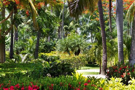 25 Cold Hardy Tropical Plants To Create A Tropical Garden In Cold Climate