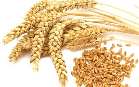 What Is Whole Grain Whole Grain Vs Whole Wheat