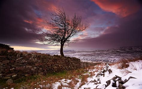 Lonely Tree In The Winter Wallpaper Nature And Landscape Wallpaper