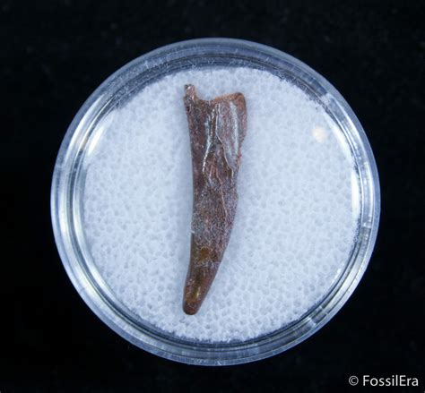 8 Inch Pterosaur Tooth Tegana Formation 2971 For Sale