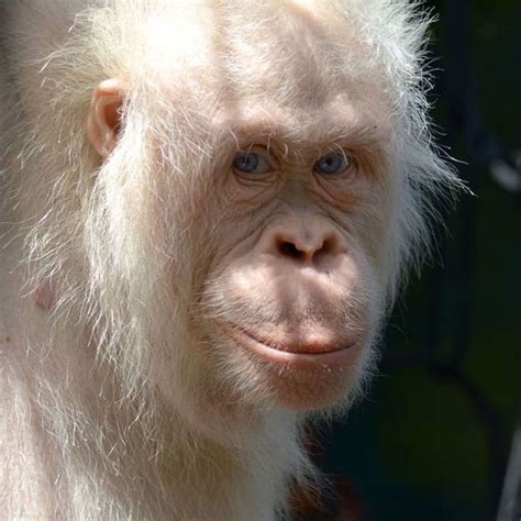 Pin By Christie Kothari On Animals Monkey Business Rare Albino