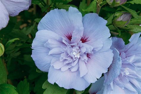 Hibiscus Syriacus Blue Chiffon Andnotwood3andpbr Chiffon Series D
