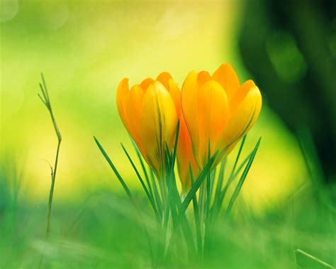 Check spelling or type a new query. Natural Flowers Wallpapers, Beautiful Flowers Wallpaper Hd ...