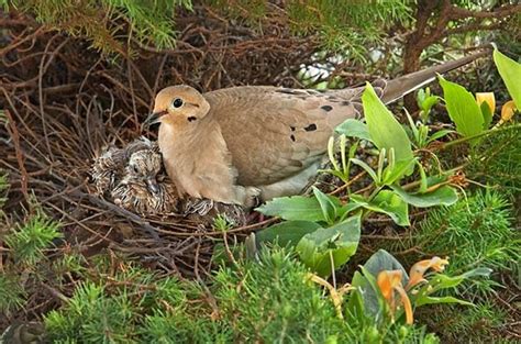 Late Nesting Birds When Do Birds Lay Eggs Birds And Blooms