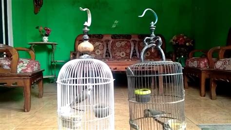 Beda lovebird jantan dan betina (cherewed.com). Gambar Burung Opior Jawa Jantan Dan Betina - Gambar Burung