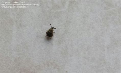 Observe them first and try not to disturb them too much so as not to scare them away. Insect and Spider Identification: bugs in kitchen help!, 1 ...
