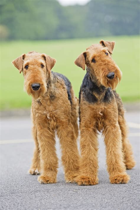 terrier large breed dogs