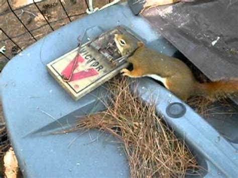 Best cats fishing fails _ cats try to catch fish compilationa. Red squirrel Trapping - YouTube
