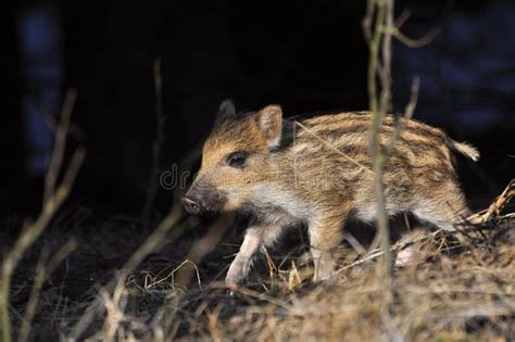 Young Wild Boar Stock Photo Image Of Nourishment Leaves 13604904
