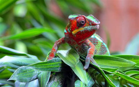 230 Chameleon Hd Wallpapers And Backgrounds