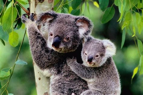 Jul 24, 2021 · nachrichten, videos und aktuelle ereignisse rund um australien im überblick: Australien regenwald tiere - Wanderfreunde Hainsacker