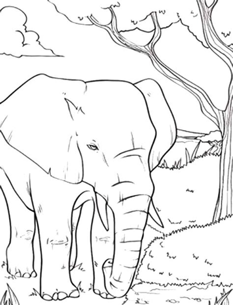 African Elephant Coloring Pages Coloring Sky