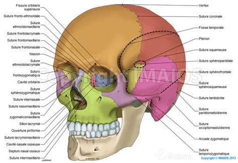Anatomie Du Crâne Illustrations Anatomiques Sutures Crâniennes Os