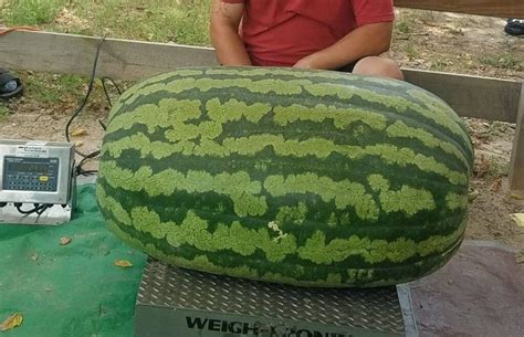 Carolina Cross 180 Watermelon ｜ Seed Hunter