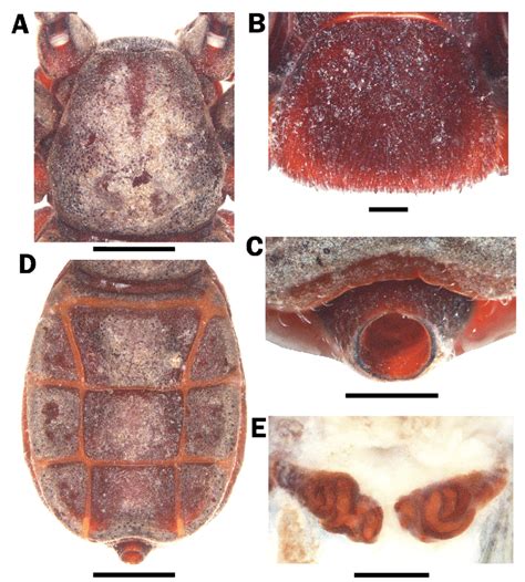 Female Of Cryptocellus Muiraquitan Sp Nov A Carapace Dorsal View