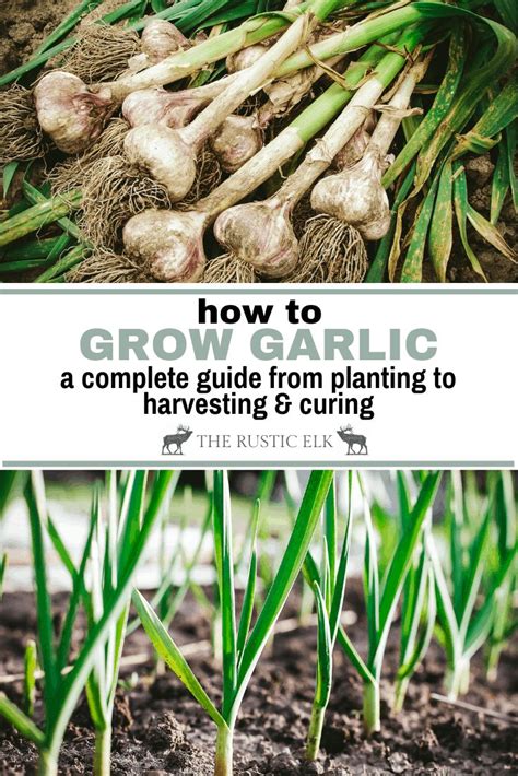 How To Grow Garlic A Guide For Planting Growing And Harvesting Garlic