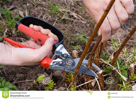 Hands Pruning Raspberry With Secateurs Closeup Stock Image Image Of