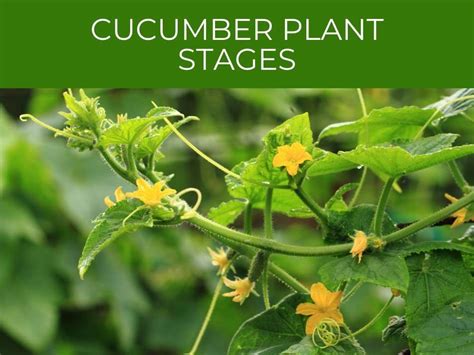 Cucumber Plant Stages Greenhouse Today