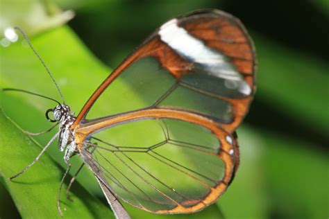 Glasswing Butterfly These Incredible Creatures Stun With Their