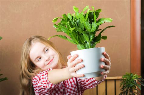 Water christmas cactus plants when the top 1 inch of the potting mix feels dry. How to Root a Christmas Cactus In Water or Dirt