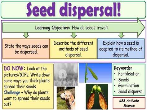 Seed Dispersal Ks3 Activate Science Teaching Resources