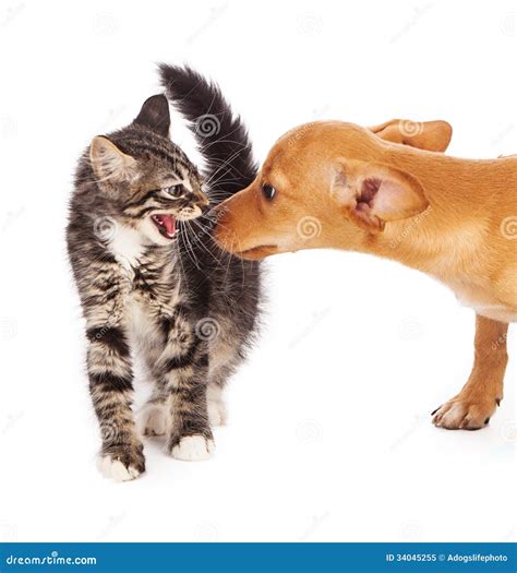 Kitten Hissing At Puppy Stock Image Image Of Canine 34045255