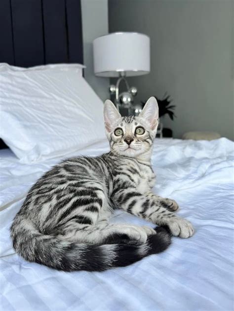 Ns Discover The Enchanting World Of Silver Bengal Cats Newspaper World