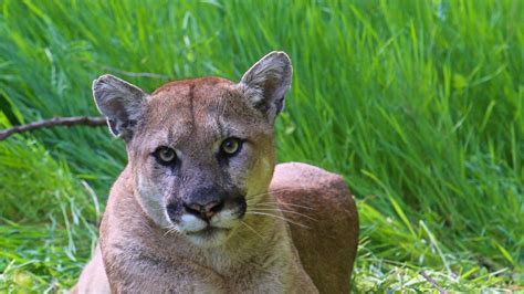 Mountain Lion Encounter Safety: What to Do When You See a Cougar