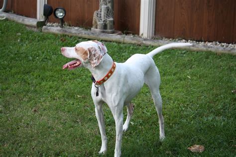 Pointer Information Dog Breeds At Thepetowners