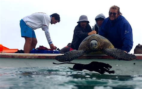 Tracking Sea Turtles Turtle Island Restoration Network