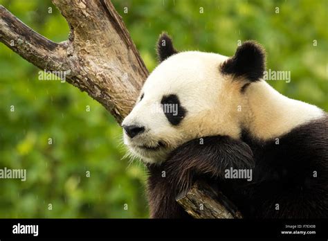 Giant Panda Bear Falls Asleep During The Rain In A Forest After Eating