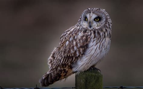 Nature Owl Animals Birds Brown Wallpapers Hd Desktop And Mobile