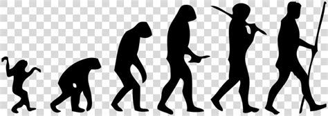 Human Evolution Homo Sapiens How Humans Evolved Bipedalism Science Png