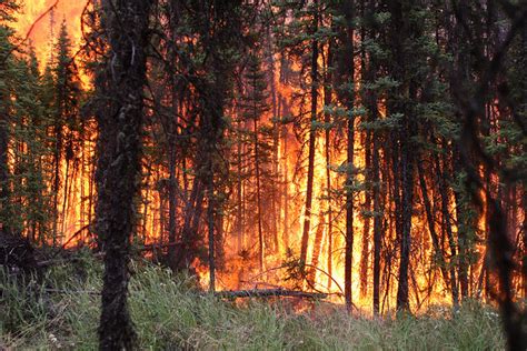 Human Impacts Taiga Forest