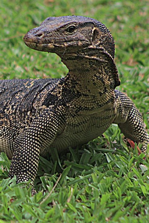 The Asian Water Monitor Lizard Varanus Salvator Monitor Lizard