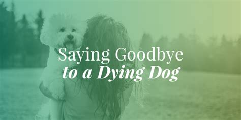 What Are The Signs Your Dog Is Dying