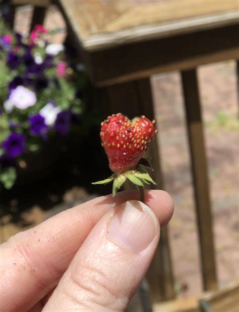 The Little Heart Shaped Strawberry I Grew Rmildlyinteresting