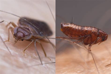 Whats The Difference Between Bed Bugs And Fleas Readers Digest