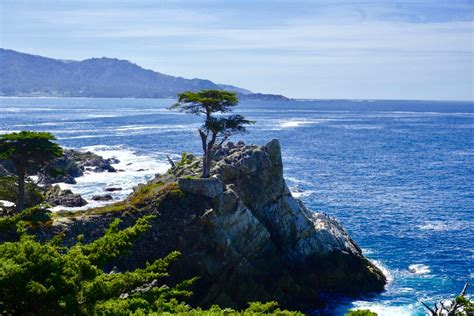 Lone Cypress Pebble Beach 17 Mile Drive California Unapologetically Bossy