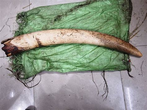 Ivory Weighing 9 Kg Seized In Odisha