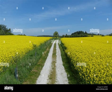 Rapeseed Fields With Dirt Road And Blue Sky Stock Photo Alamy