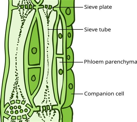 Complex Permanent Tissue Phloem — Lesson Science Cbse Class 9