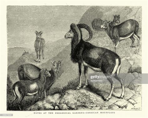 Corsican Mouflon Wild Mountain Sheep Ovis Gmelini Musimon Var Corsicana