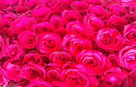 Friday Flowers A Big Bunch Of Red Roses Travel Tales From India And