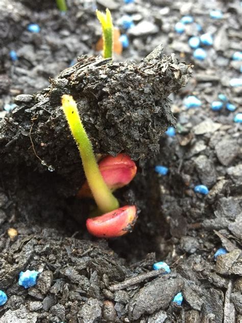 I'm excited to share my new natal mahogany tree with you guys! Natal Mahogany (Trichilia dregeana) seedlings 🌱🌳 ...