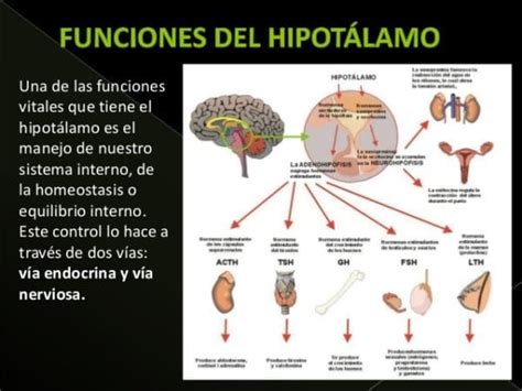 Hipotálamo Anatomía Y Funciones Neurológicas