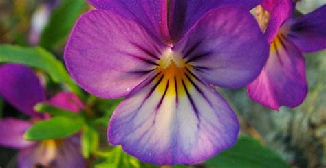 Ask Wet And Forget Plant These 5 Annual Flowers This Fall And Enjoy A