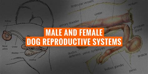 Male Female Dog Reproductive Systems — Organs And Hormones Vlrengbr