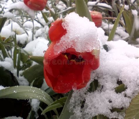 Red Tulip And Snow Stock Image Image Of Cold Green 98024287